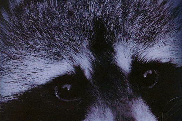 salt-book-north-sterling-rascal